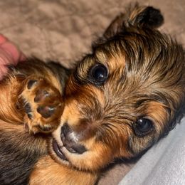 Dachshund puppies from O'La Dachshunds