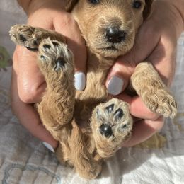 Goldendoodle Puppies from Cassie Farms