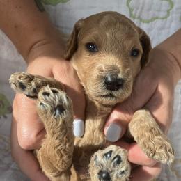 Goldendoodle Puppies from Cassie Farms