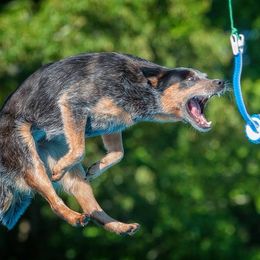 Australian Cattle Dogs from Wiser Australian Cattle Dogs