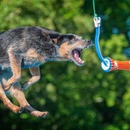 Australian Cattle Dogs from Wiser Australian Cattle Dogs