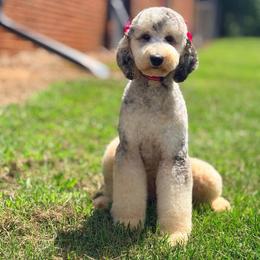 Max - Goldendoodle