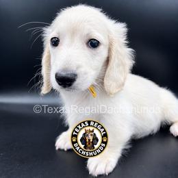 Comet - Cream male Dachshund puppy in Houston, Texas from Texas Regal Dachshunds LLC