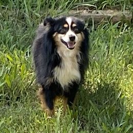 Jax - Australian Shepherd