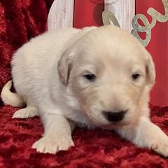Boy green collar - White Colorado Mountain Dog puppy in Elizabeth, Colorado from Blessings Acres Farm