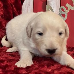 Boy green collar - White Colorado Mountain Dog puppy in Elizabeth, Colorado from Blessings Acres Farm