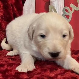 Boy green collar - White Colorado Mountain Dog puppy in Elizabeth, Colorado from Blessings Acres Farm