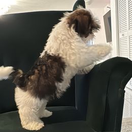 Shih Tzu Puppies from Manuel Estevez