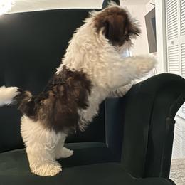 Shih Tzu Puppies from Manuel Estevez