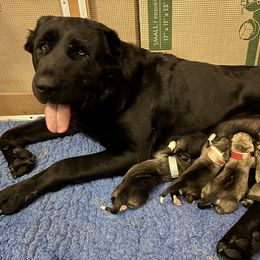 Loch Ness Monster - Fawn female Central Asian Shepherd Dog puppy in Lake George, Colorado from Ascent Kennels - Central Asian Shepherds & Portuguese Water Dogs