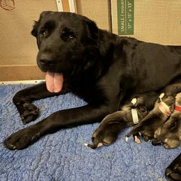 Loch Ness Monster - Fawn female Central Asian Shepherd Dog puppy in Lake George, Colorado from Ascent Kennels - Central Asian Shepherds & Portuguese Water Dogs