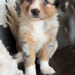Journee-has tail-many videos - Blue merle female Australian Shepherd puppy in Troy, South Carolina from Australian Shepherds of 3/W Farms