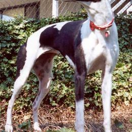 Whippet All Grown Up from Jamminwhippets