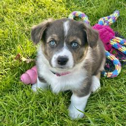 Cardigan Welsh Corgi and Pembroke Welsh Corgi Puppies from Patriot American Corgi