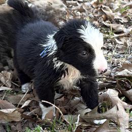 Lachlan - Black and white male Border Collie puppy in Paris, Texas from Broadmoor Farm