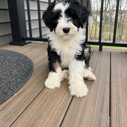 Atlas - Tri-color male Bernedoodle puppy in Holtwood, Pennsylvania from Country Ridge Puppies