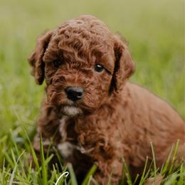Cinnamon - Red  male Goldendoodle puppy in Patterson, California from Dooling Doodles
