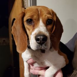 Lucy - Beagle