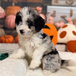 Stella - Blue merle female Aussiedoodle puppy in Dickerson, Maryland from Pawsome Aussie Doodles and Oodles