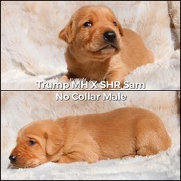 German Shorthaired Pointer and Labrador Retriever Puppies from LL Gun Dogs, LLC