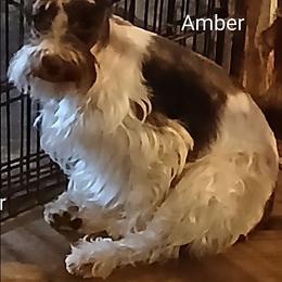 Amber - Miniature Schnauzer