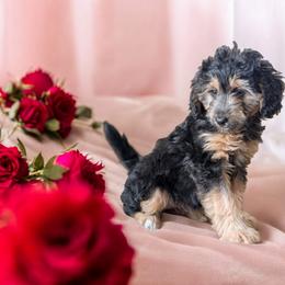Deb - Phantom female Bernedoodle puppy in Sparta, Missouri from Sis' Doodles & Poodles