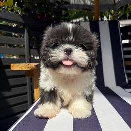 Ralphie - Blue and white male Shih Tzu puppy in Rockville Centre, New York from Magnolia Tzus