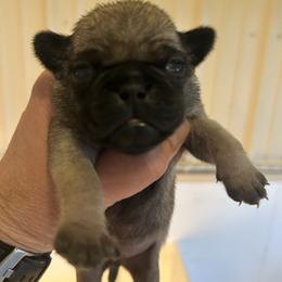 Boy 2 - Fawn male Pug puppy in Norborne, Missouri from Pug Palace