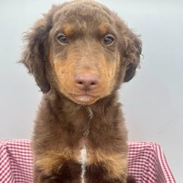 Oak - Red phantom male Aussiedoodle puppy in Austin, Texas from Doodles of Central Texas