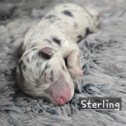 Sterling - Blue merle male Miniature Australian Shepherd puppy in Paris, Texas from Blue Envy Mini Aussies
