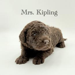 Mrs. Kipling - Chocolate female Goldendoodle puppy in Milford, Pennsylvania from Doodles Are Golden