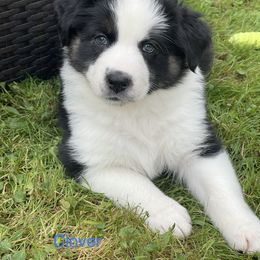 Australian Shepherd Puppies from Bedtime Story Australian Shepherds