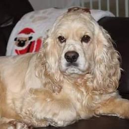 Bella - Cocker Spaniel