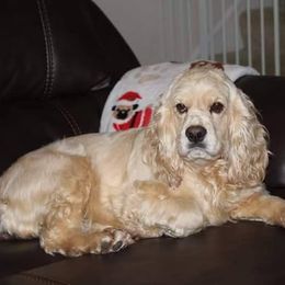 Bella - Cocker Spaniel