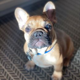 French Bulldog Puppies from Bleu Rock French Bulldogs