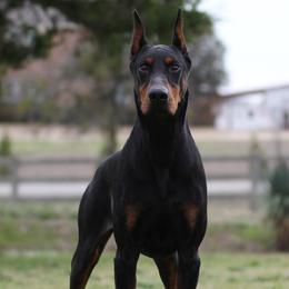 Veyron - Doberman Pinscher