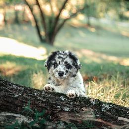 Companion Cross Puppies from Red Maple Farm