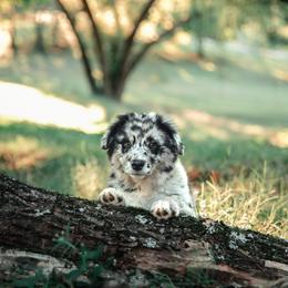 Companion Cross Puppies from Red Maple Farm