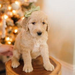 Dolly - Cream female Aussiedoodle puppy in Greensboro, North Carolina from Glendale Doodles