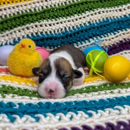 CRYSTAL - Sable female Pembroke Welsh Corgi puppy in Ritzville, Washington from Sapphire Iris Corgis