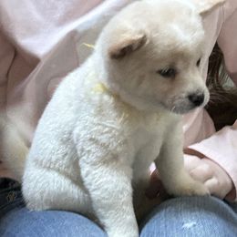 Mint - Cream female Shiba Inu puppy in Florence, Oregon from Sunbeam Shiba Inus