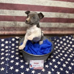 Ranger - White and blue male Rat Terrier puppy in Cushing, Oklahoma from Northwoods Rat Terriers