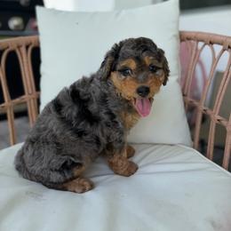 Ray - Merle male Bernedoodle puppy in Loxahatchee, Florida from SR. Doodle pupps