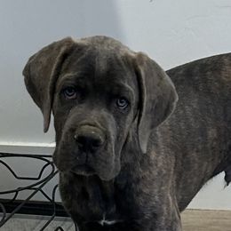 Boy 5 - Gray brindle male Cane Corso puppy in Tremonton, Utah from Westland Kennels