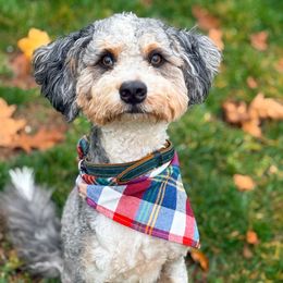 Arlington - Bernedoodle