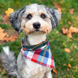 Arlington - Bernedoodle
