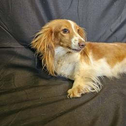 Poppie - Dachshund
