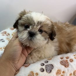 MB - Black gold and white male Shih Tzu puppy in Middleborough, Massachusetts from Shih Tzu Pups