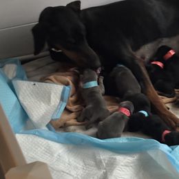 Doberman Pinschers from NYDobermans