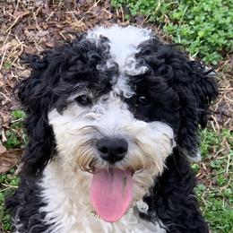 Liz - Aussiedoodle
